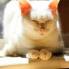 40代からの太る3つの原因はコレ！知ればダイエット成功の近道