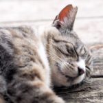 ダイエットに大事な睡眠とは？実践結果をご報告